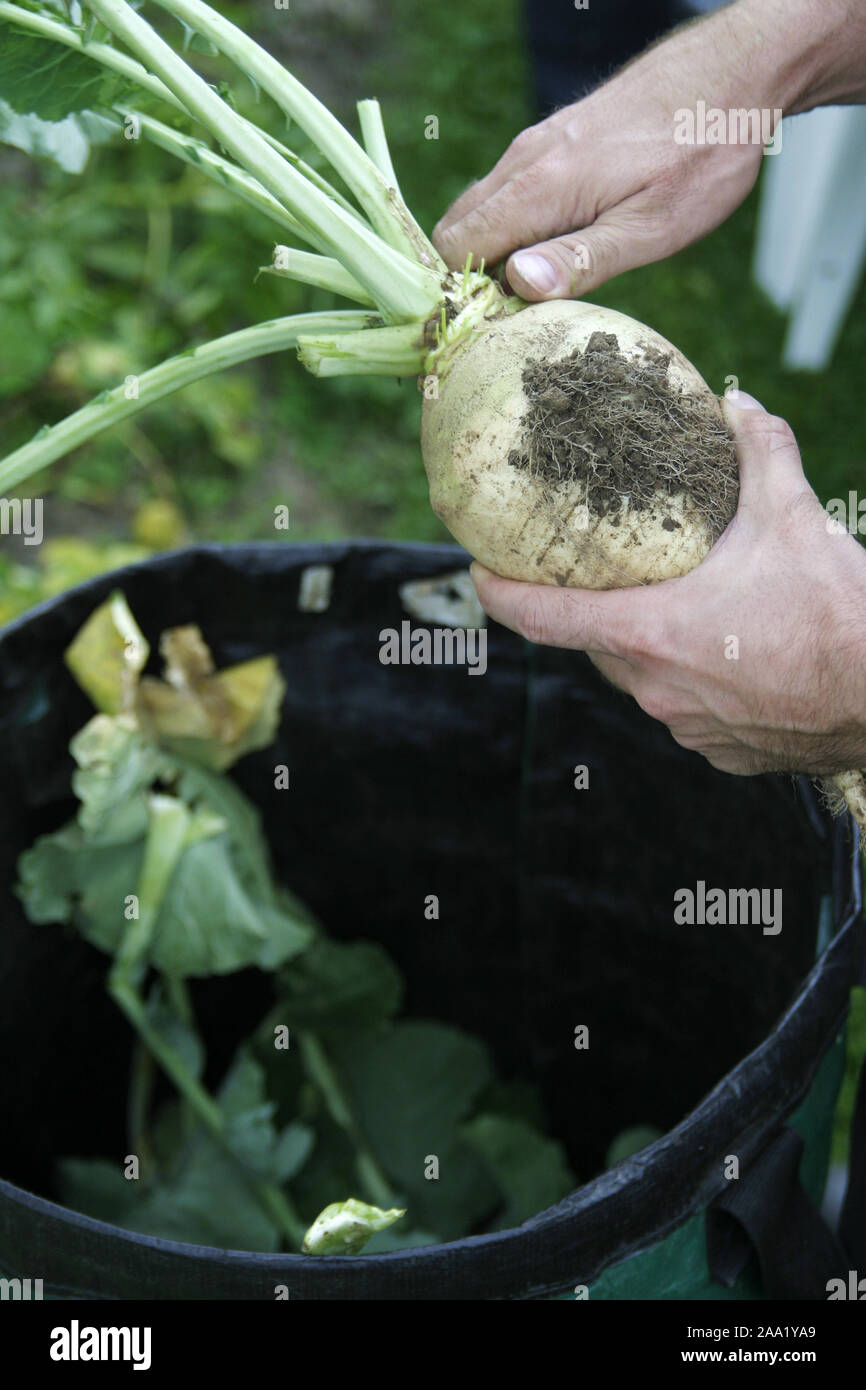 Ernten einer Rübe im Garten, Hände halten eine Rübe / Harvest of a beet, hands are holding a beet Stock Photo