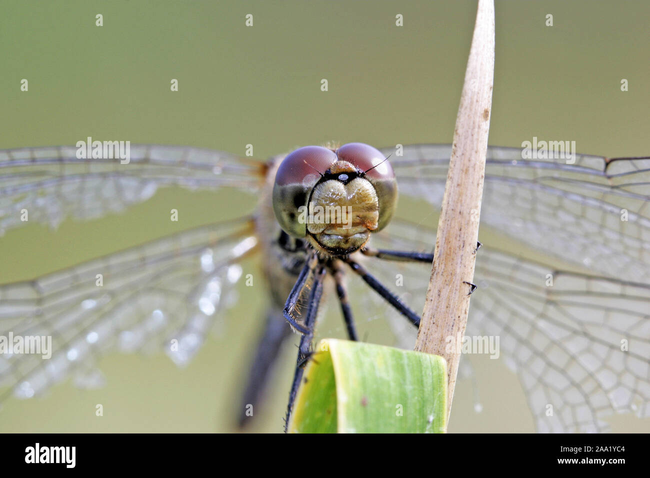 Portrait einer Heidelibelle ( Sympetrum spec.) / Portrait of a dragonfly (Sympetrum spec.) Stock Photo