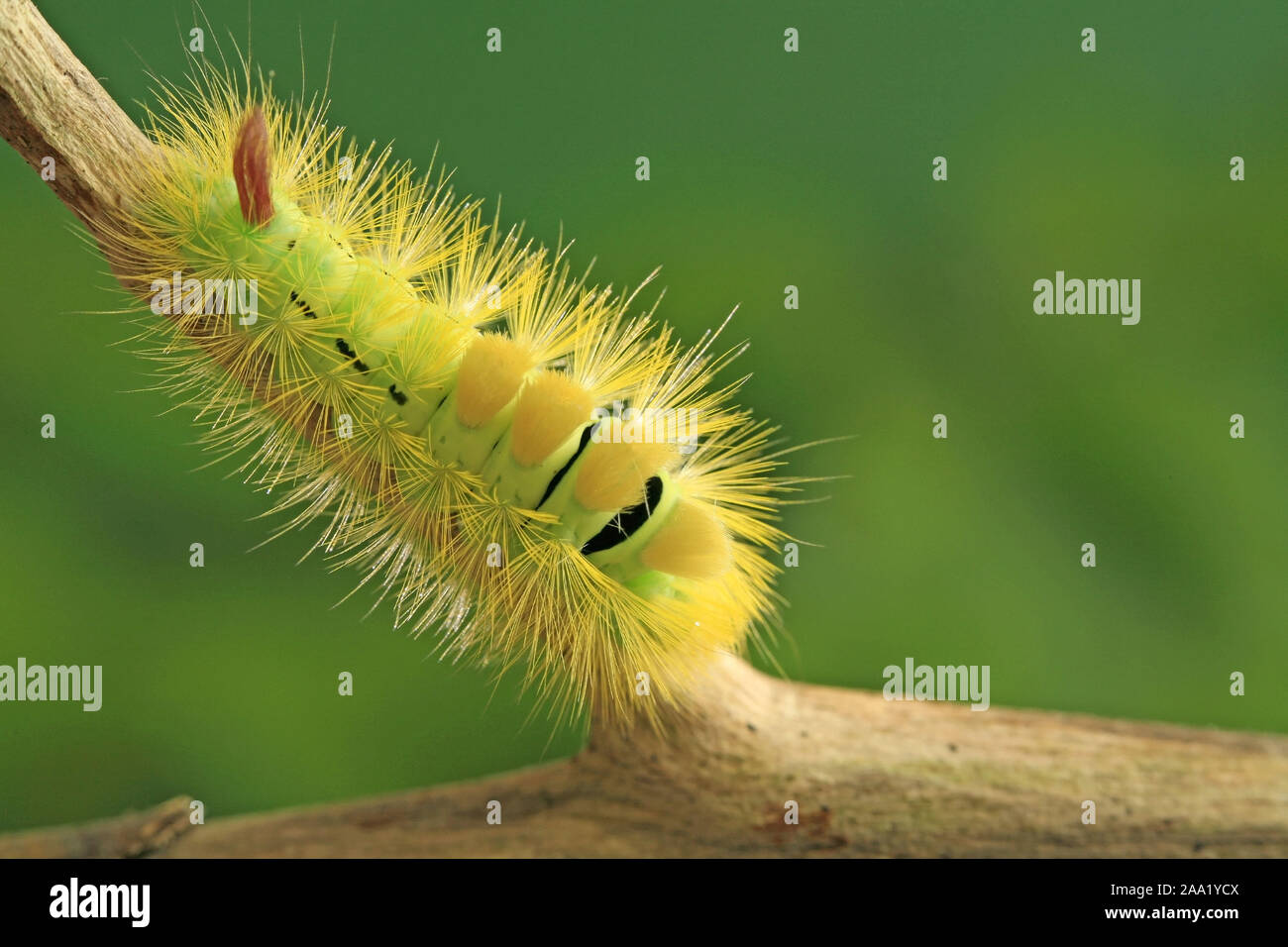 Rotschwanzspinner (Dasychira pudibunda) / Catterpillar (Dasychira pudibunda) Stock Photo