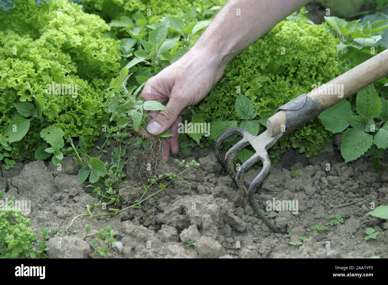 Eine Hand jätet Unkraut in einem Salatbeet / A hand is weeding plants in a bed with salad Stock Photo