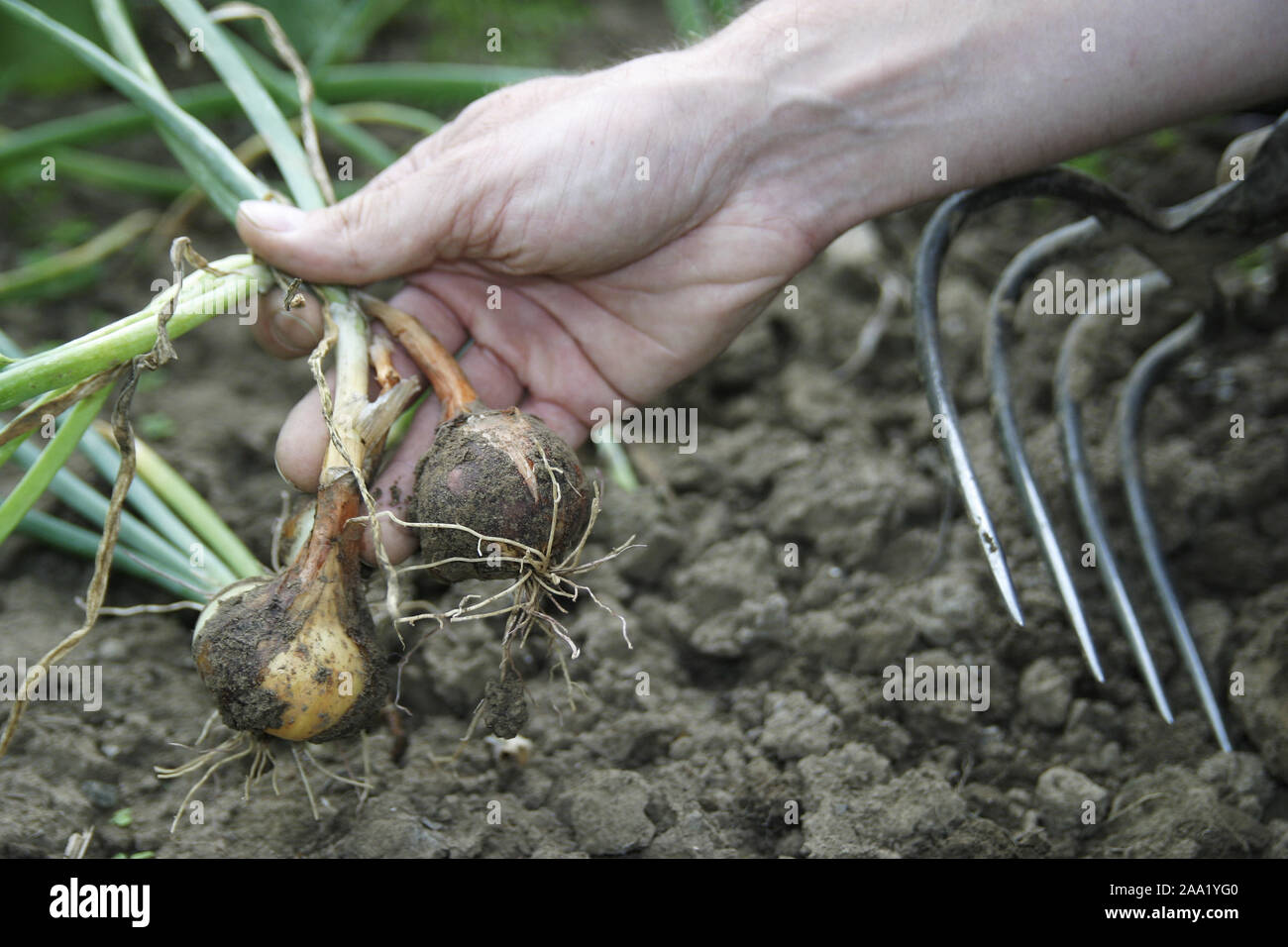 Zwiebelernte in einem Beet, Hand hält eine Zwiebel / Harvest in a onion-bed, hand is holding a onion Stock Photo