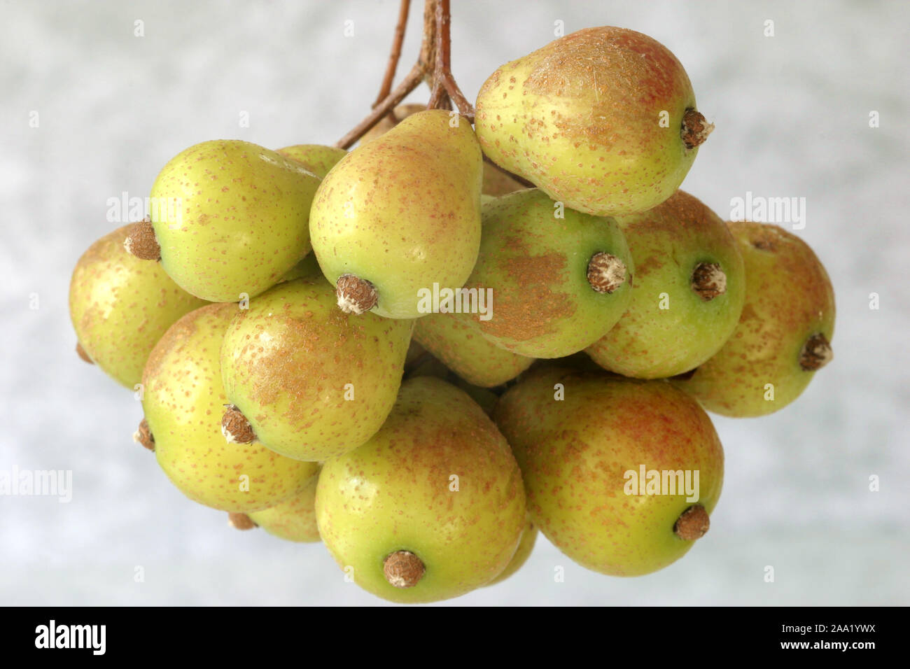 Speierlingsfrüchte (Sorbus domestica) / Fruits of the service tree (Sorbus domestica) Stock Photo