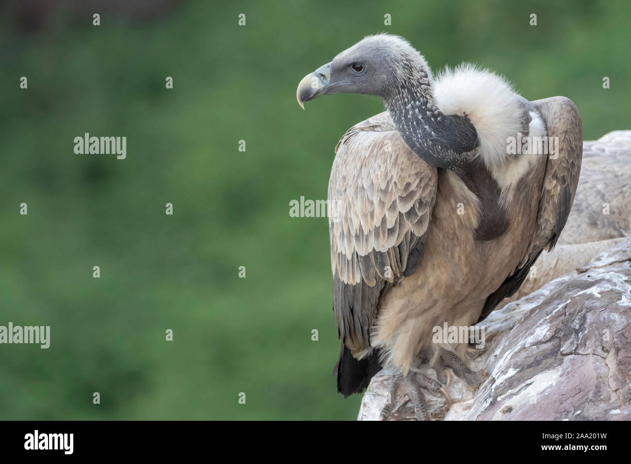Indian vulture in natural habitats Stock Photo - Alamy