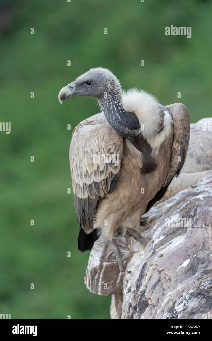 Indian vulture hi-res stock photography and images - Alamy