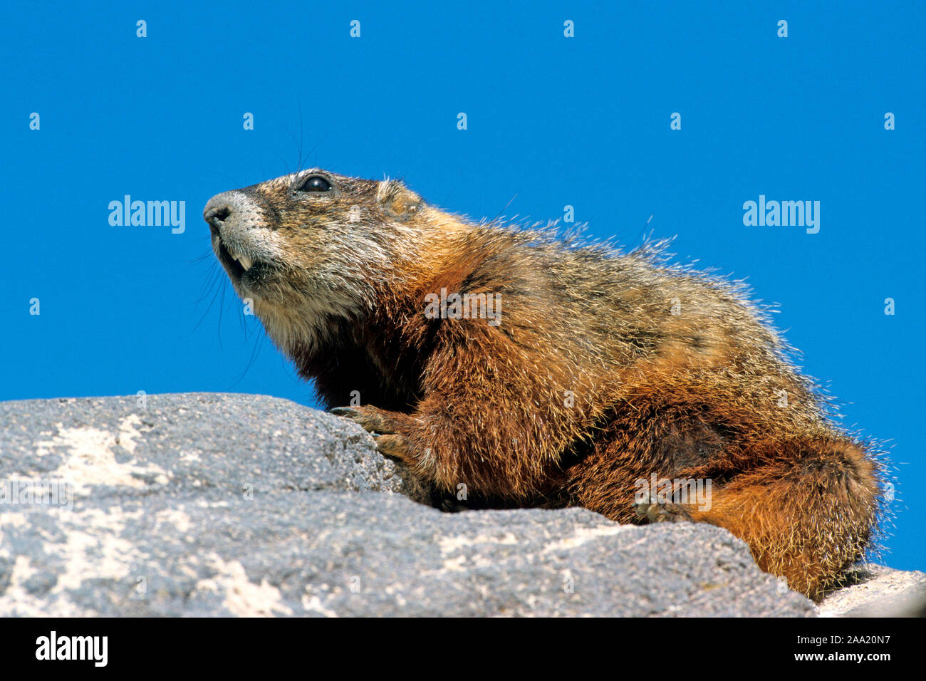 Alpenmurmeltier, (Marmota marmota), Stock Photo