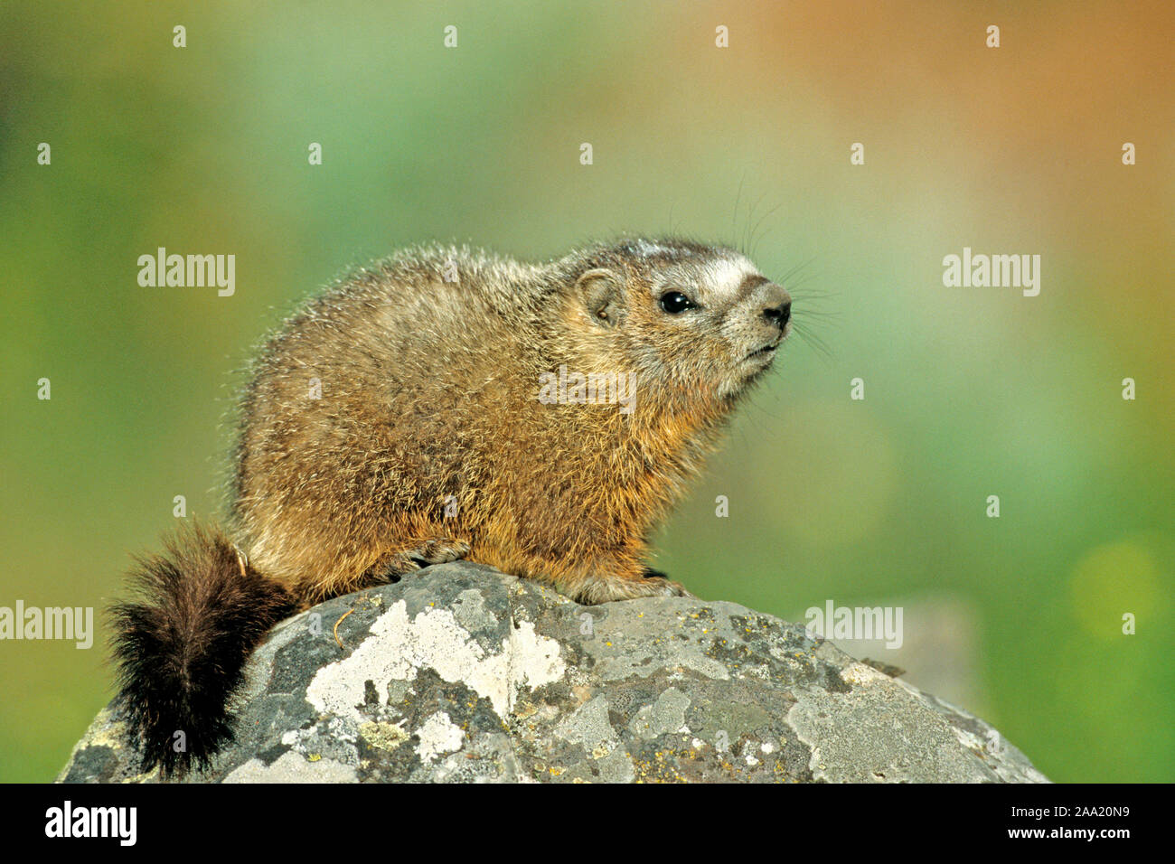 Alpenmurmeltier, (Marmota marmota), Stock Photo