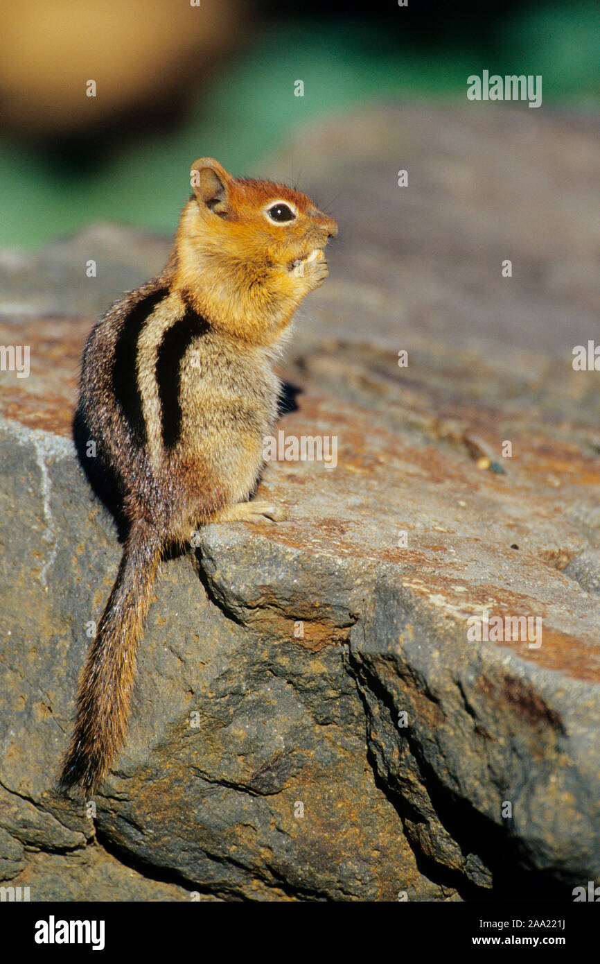 Eichhoernchen Red Squirrel Chipmunk Stock Photo Alamy