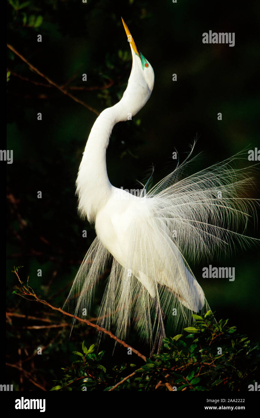 Tiere, Voegel, Seidenreiher,  Everglades Nationalpark, Florida, USA,  Tiere, Voegel, Seidenreiher, Florida, USA, Stock Photo