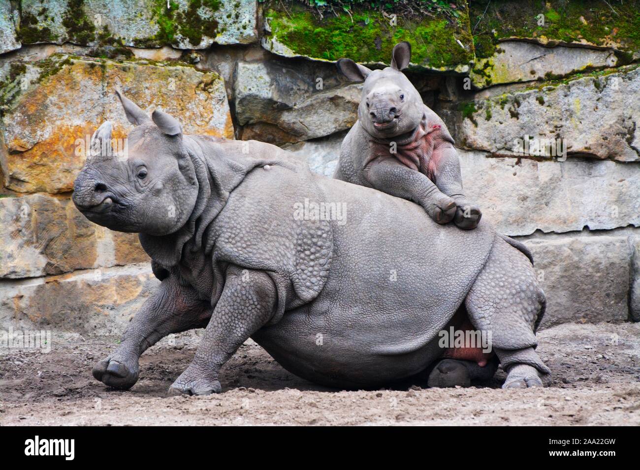 mother and baby indian rhinoceros in the forest Stock Photo