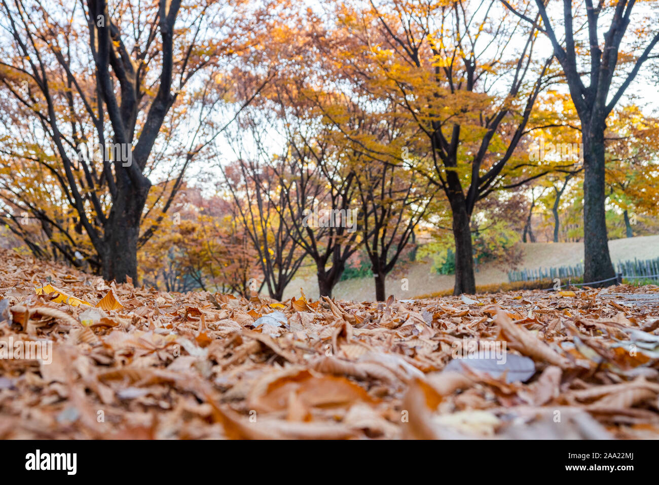 Fall leaves. Fall scenery. Seoul Olympic Park in South Korea. Stock Photo