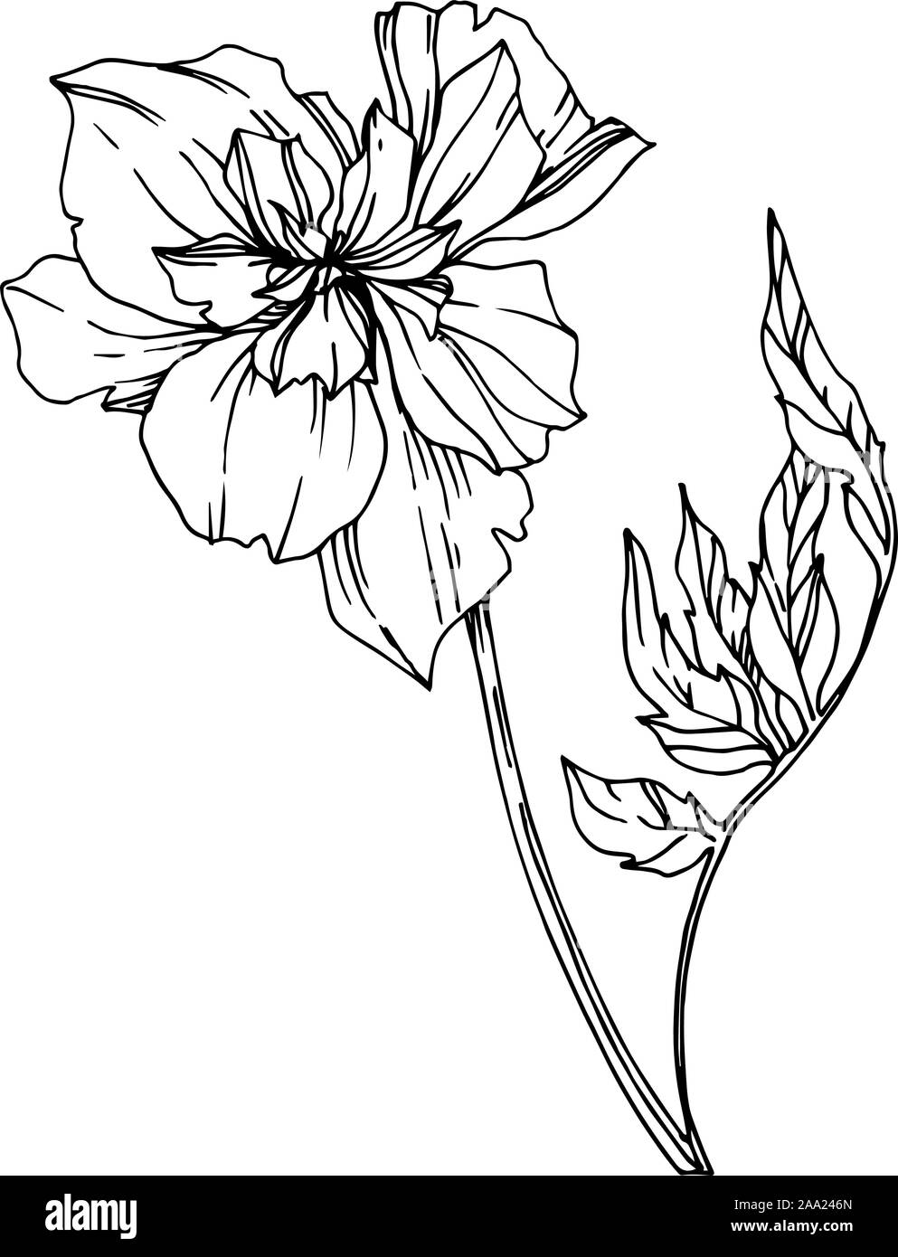 Vector Marigold floral botanical flowers. Black and white engraved ink ...