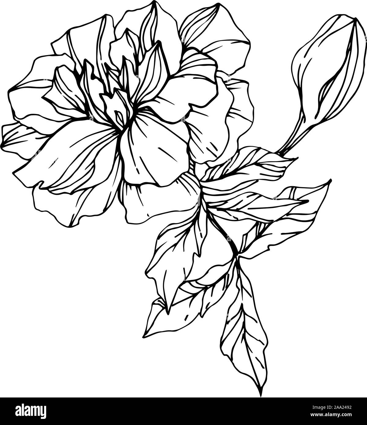 Vector Marigold Floral Botanical Flowers Black And White Engraved Ink Art Isolated etes Illustration Element Stock Vector Image Art Alamy