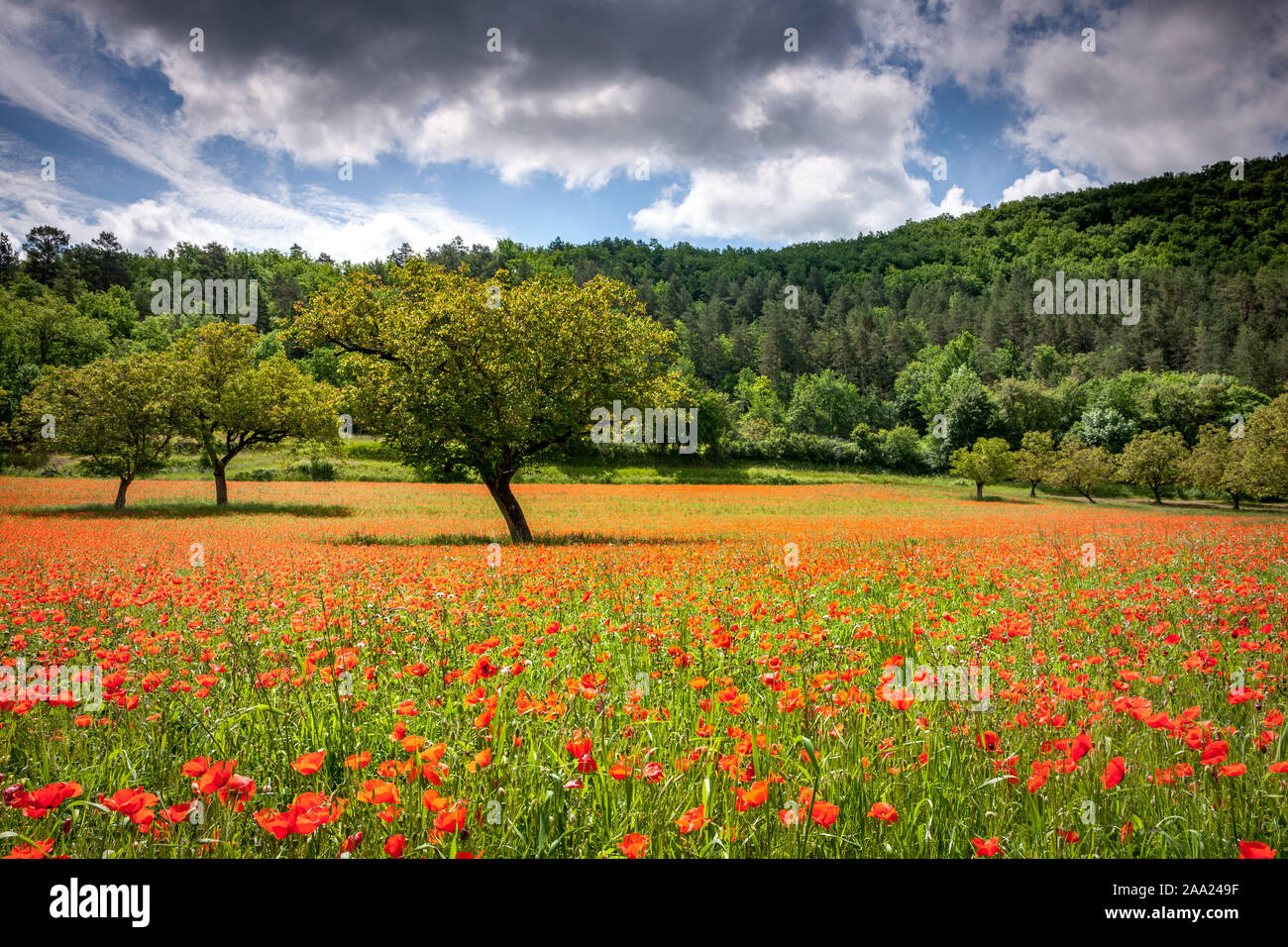 Walnut trees in a field of wild red poppies Stock Photo
