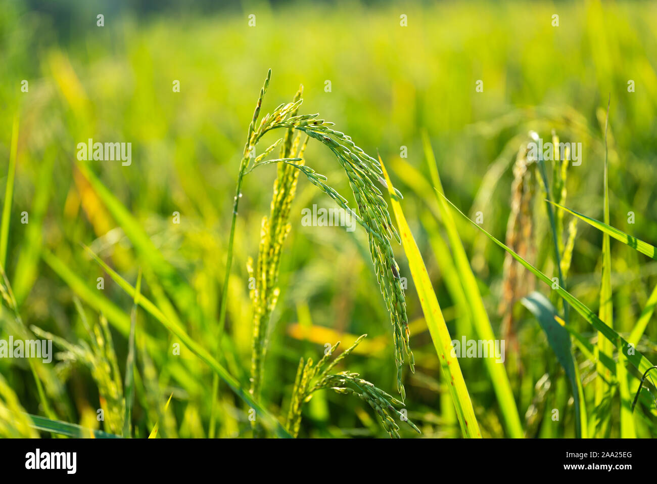 Green rice tree on the rice field Stock Photo - Alamy