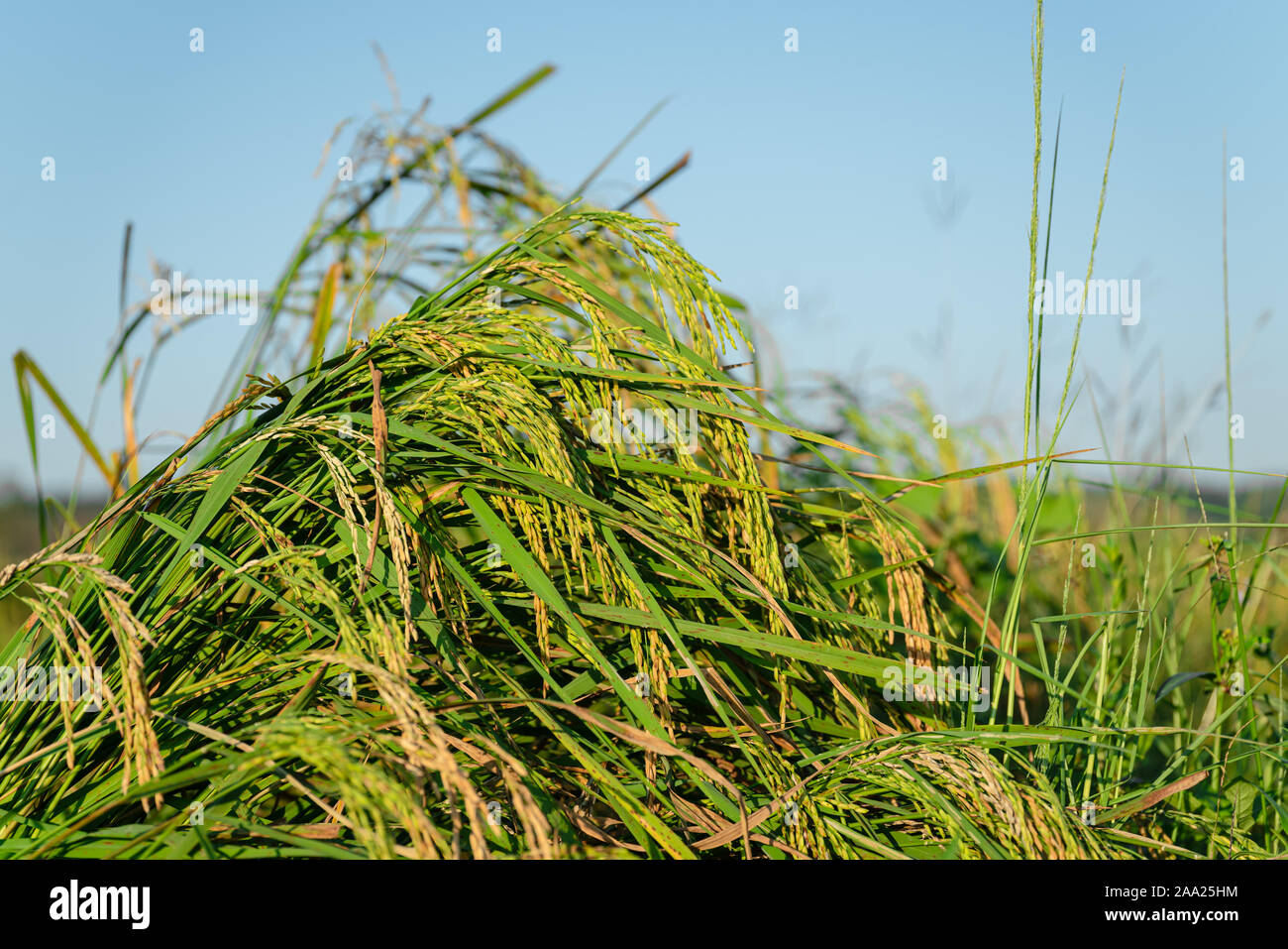 Rice flowering in the field. Some rice is falling by the wind to the ...