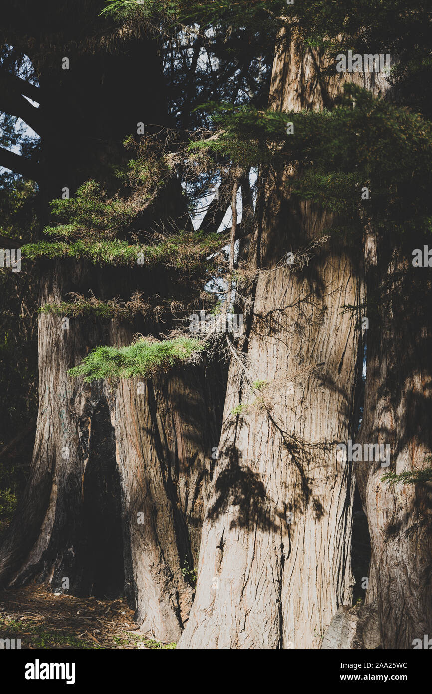 big pine trees in the Australian bush with harsh sunlight shining