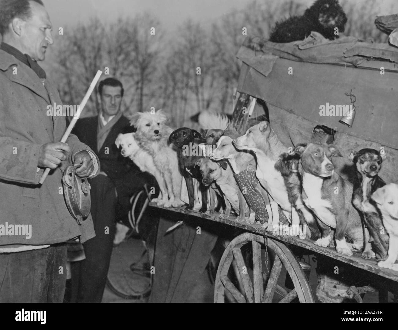 Dog trainer with his dogs. The italian Rodolfo was famous dog trainer and is pictured here with his twelve dogs sitting on a row. Rodolfo was previously a circus owner but at this time 1949 he had only his dogs left. Rome Italy 1949 Stock Photo