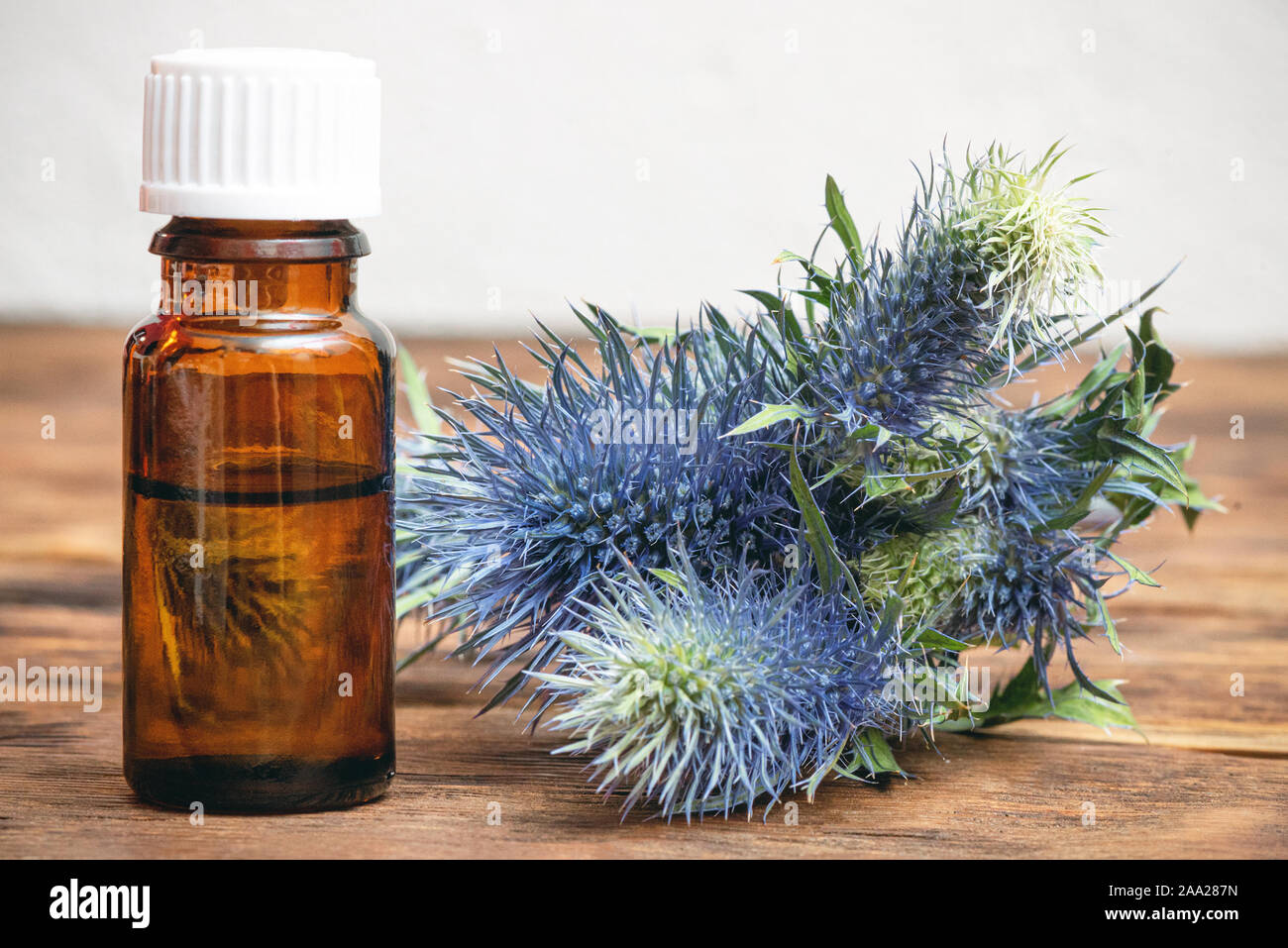 Feverweed eryngium plant essential oil and fruits on wooden table. Herbal medicine Stock Photo
