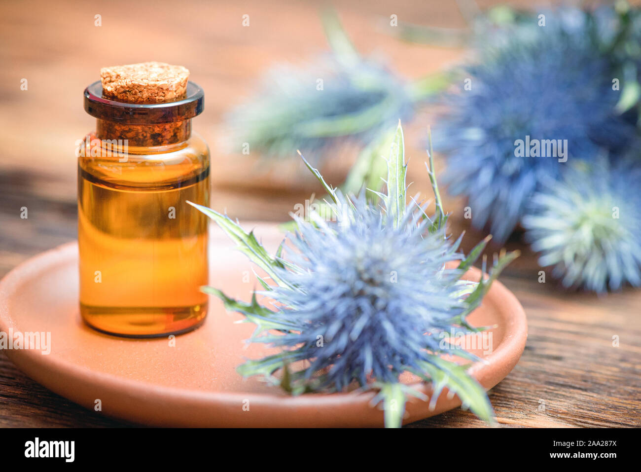 Feverweed eryngium plant essential oil and fruits on wooden table. Herbal medicine Stock Photo