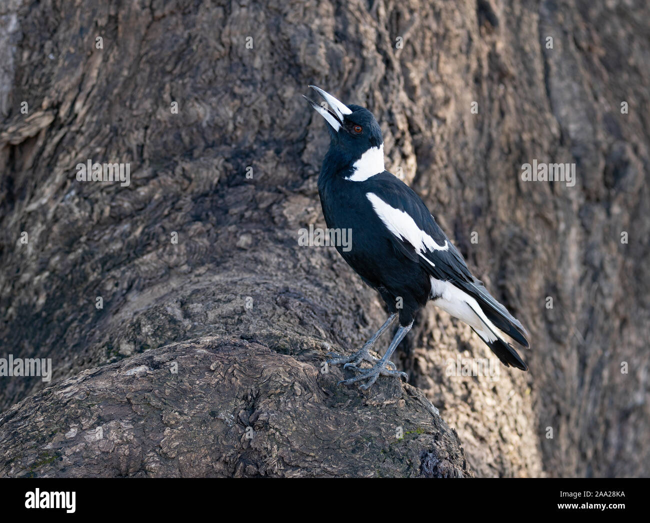 An Australian Magpie pauses on the base of a tree whilst seeking food for it's demanding chick Stock Photo