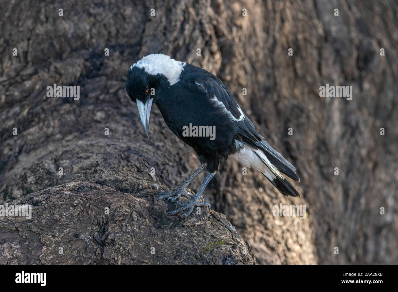 An Australian Magpie pauses on the base of a tree whilst seeking food for it's demanding chick Stock Photo