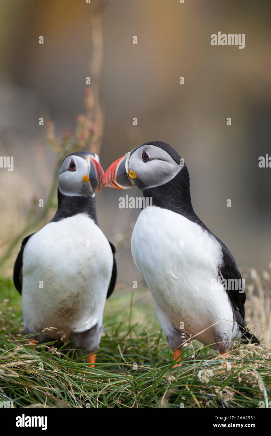 Papageitaucher, Papageientaucher, Papagei-Taucher, Fratercula arctica, Atlantic puffin, puffin, common puffin, Le Macareux moine, Vogelfels, Vogelfels Stock Photo