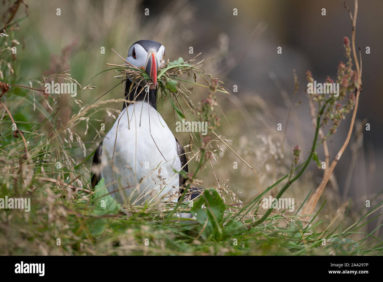 Papageitaucher, Papageientaucher, Papagei-Taucher, Fratercula arctica, Atlantic puffin, puffin, common puffin, Le Macareux moine, Vogelfels, Vogelfels Stock Photo