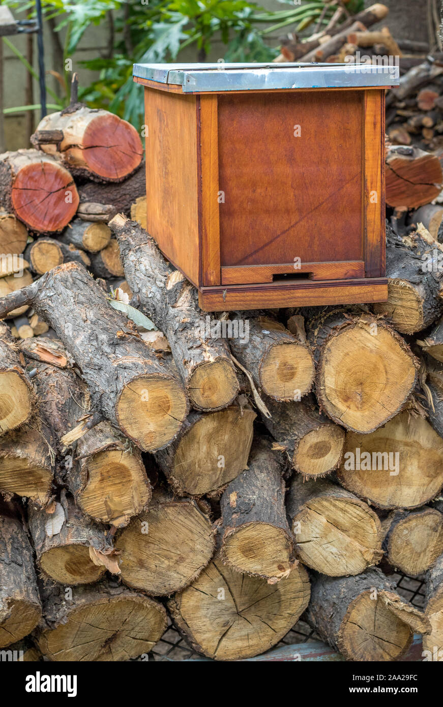 A catch hive for migrating honey bee swarms atop a stack of chopped ...
