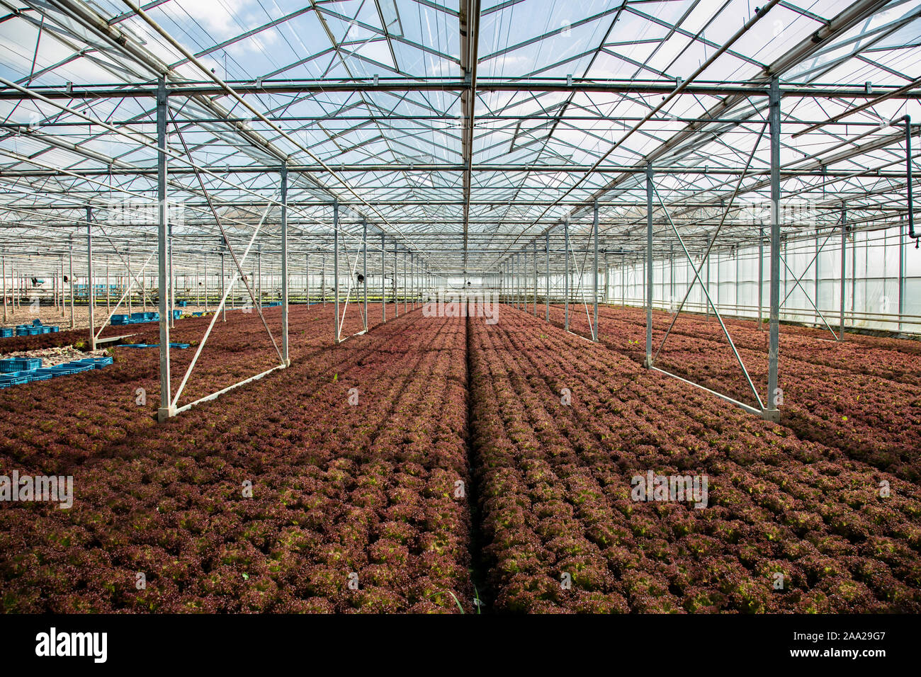 vegetables grown in a greenhouse, an artificial ecosystem to increase