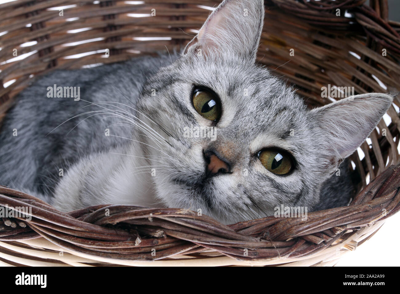 pets - close up on the gray tabby cat in the basket Stock Photo - Alamy