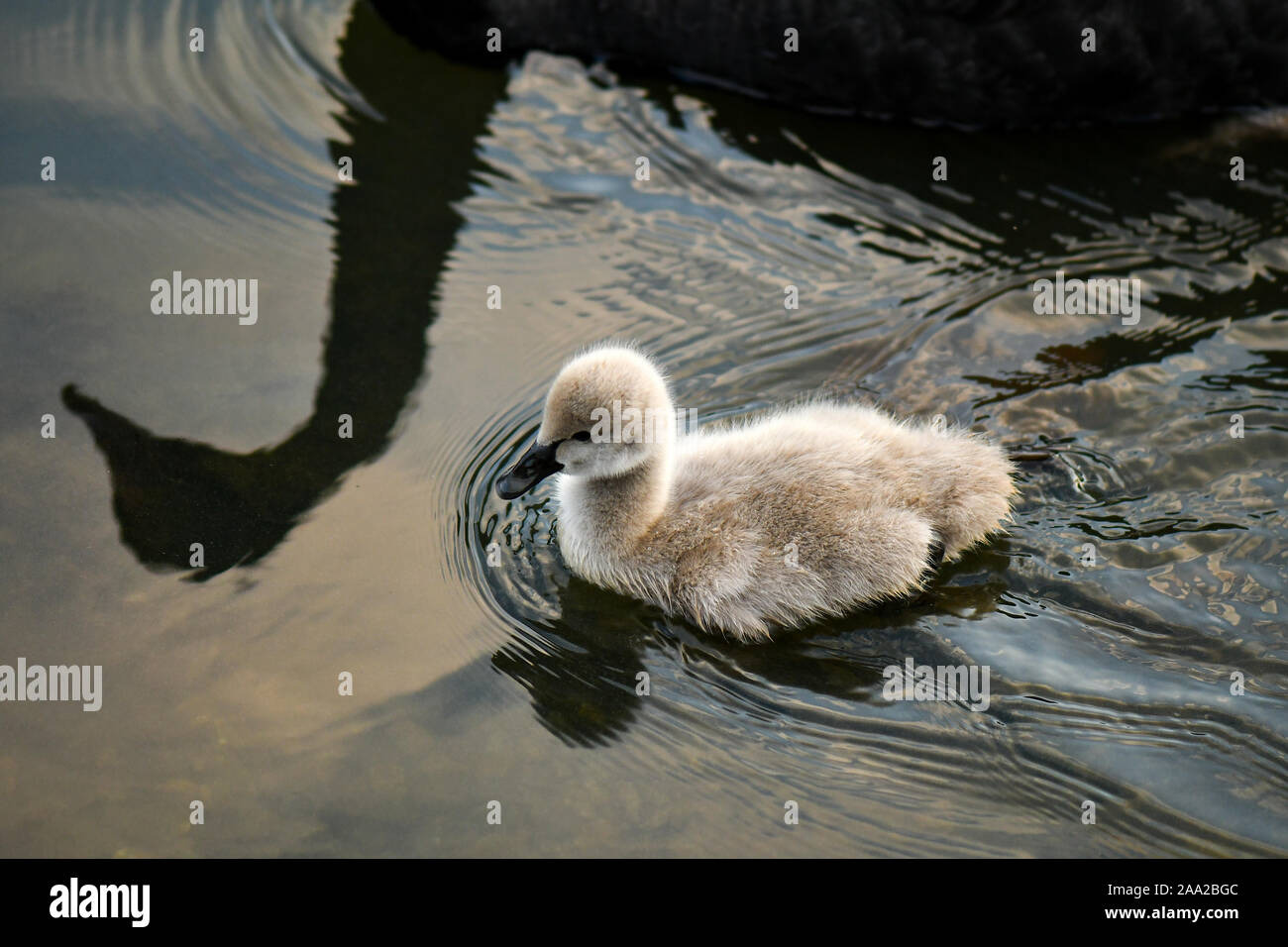 Black Swan Cygnet swimming beside mother Stock Photo