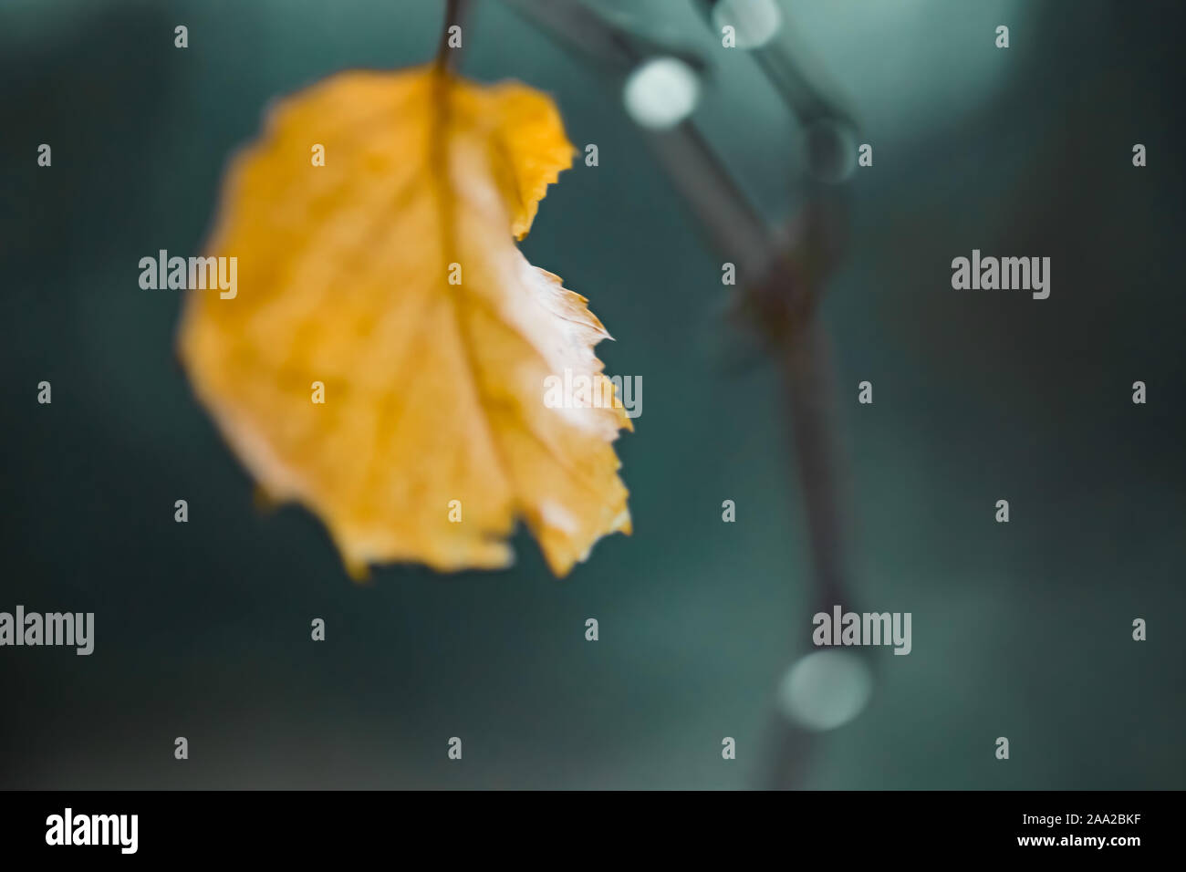 Gold leaf on the branch in blurred turquoise background. Stock Photo