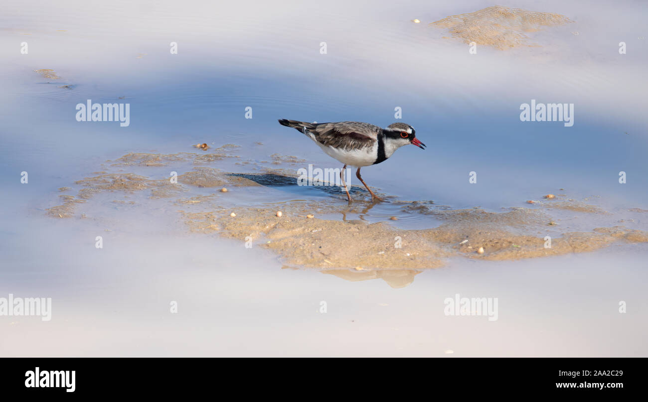 A Black-fronted Dotterel foraging along the edge of a river sandbank in Queensland, Australia Stock Photo