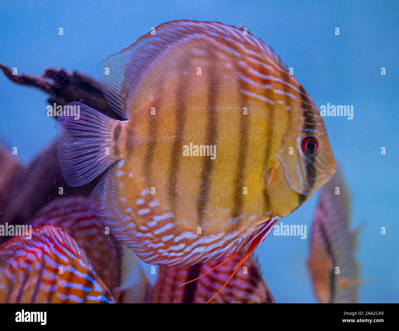 Wild caught Discus tropical fish in a fish tank Stock Photo