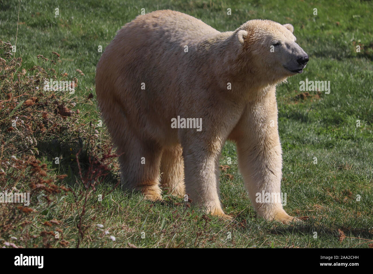 Male Polar Bear, Nobby, at Yorkshire Wildlife Park (Ursus maritimus) Stock Photo