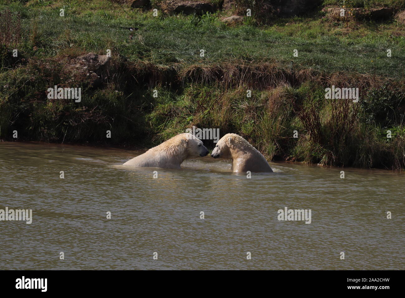 Polar Bears, Nobby & Nissan (Ursus maritimus) Stock Photo