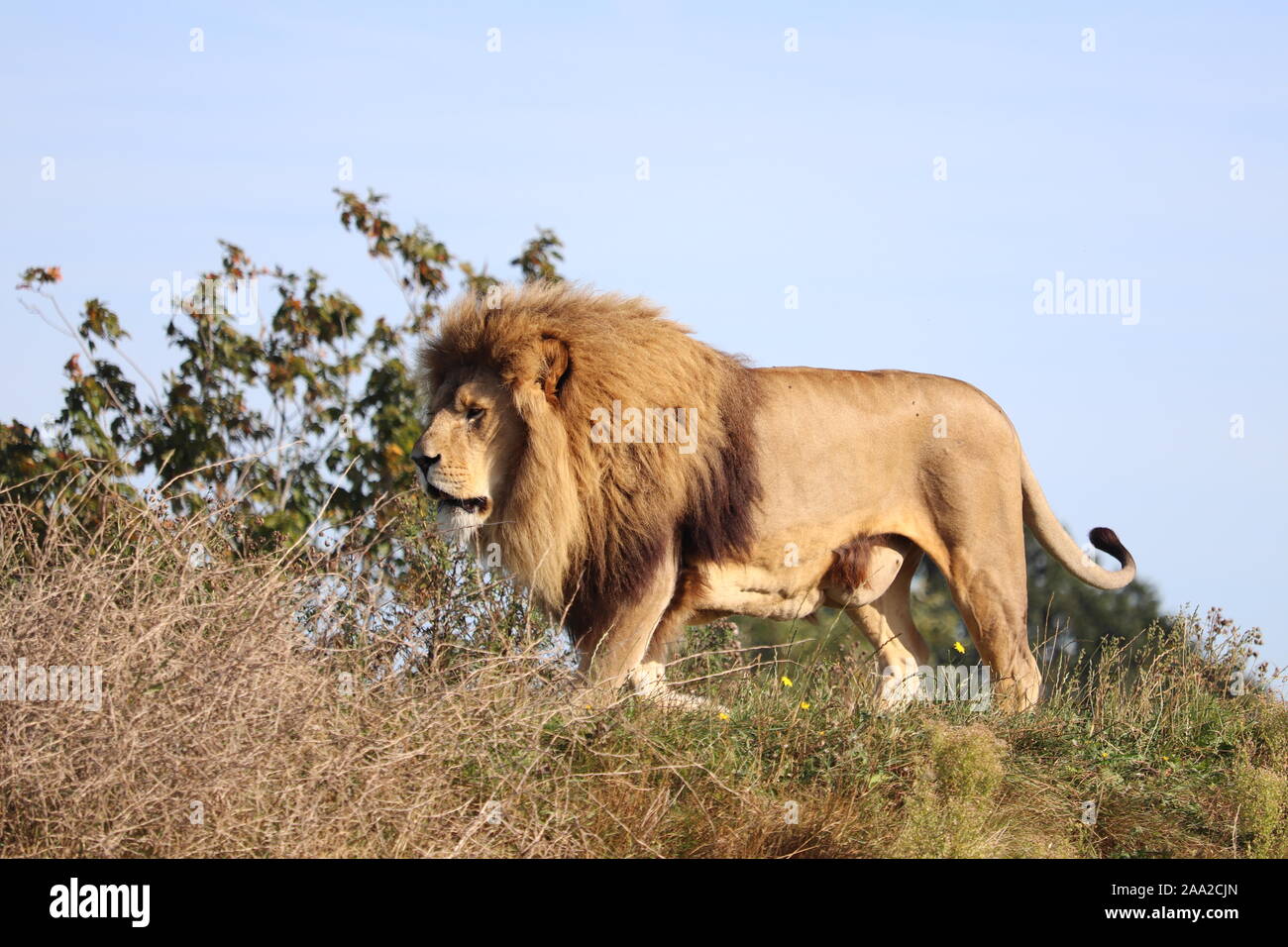 Male Lion Simba (Panthera leo) Stock Photo