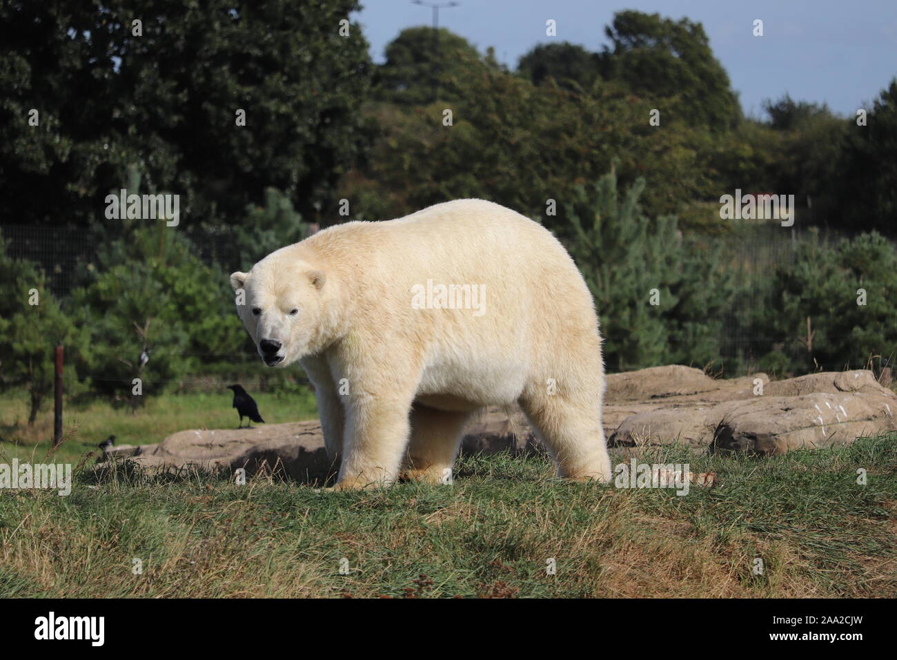 Male Polar Bear, Nissan, at Yorkshire Wildlife Park (Ursus maritimus) Stock Photo