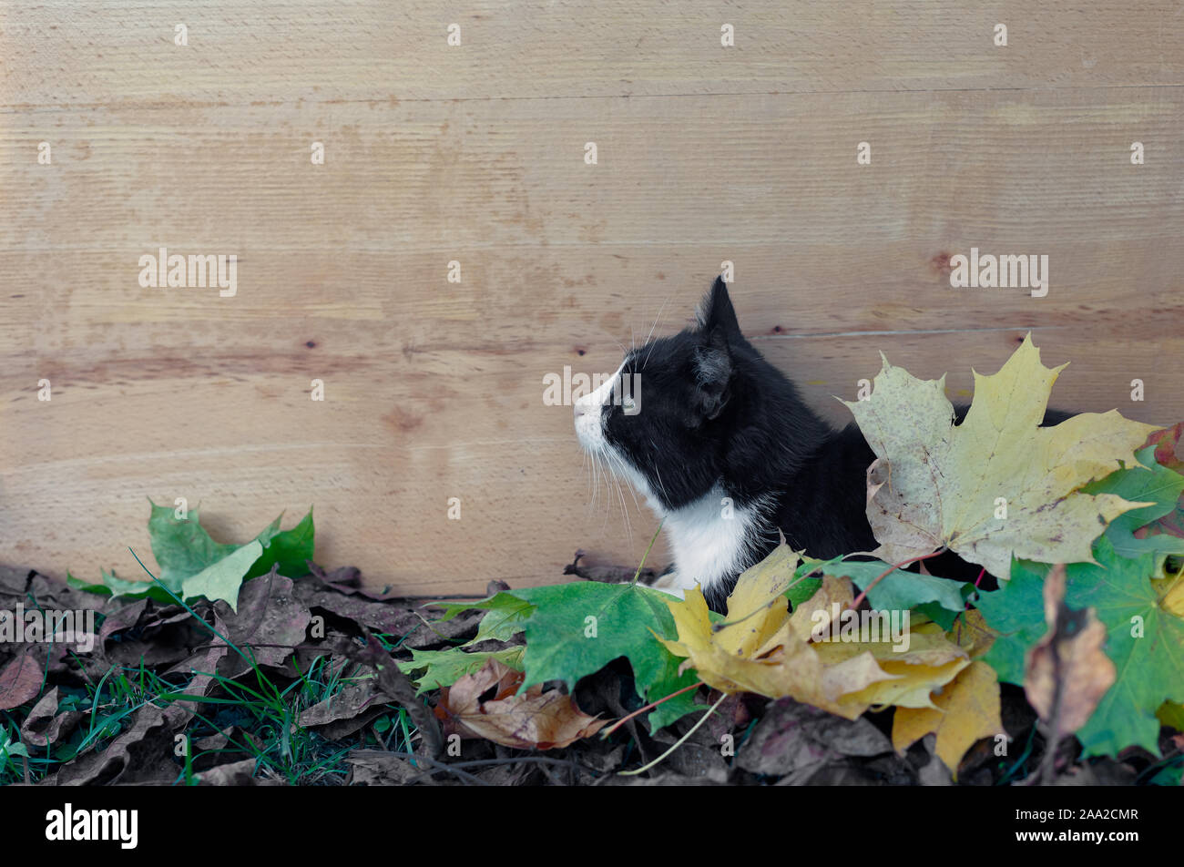 Black and white cat covered with autumn leaves over wooden board ...
