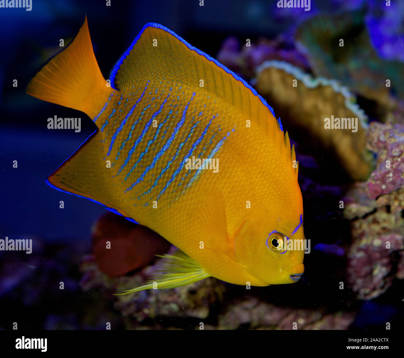 Clarion angelfish (Holacanthus clarionensis Stock Photo - Alamy