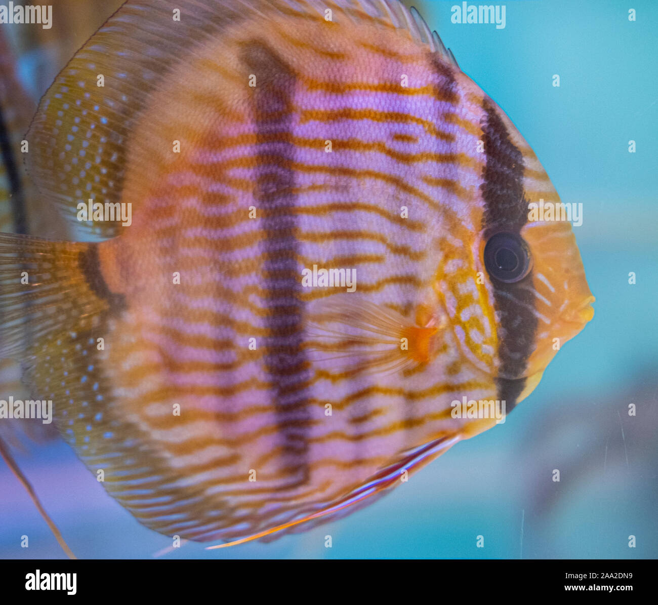 Wild caught Discus tropical fish in a fish tank Stock Photo