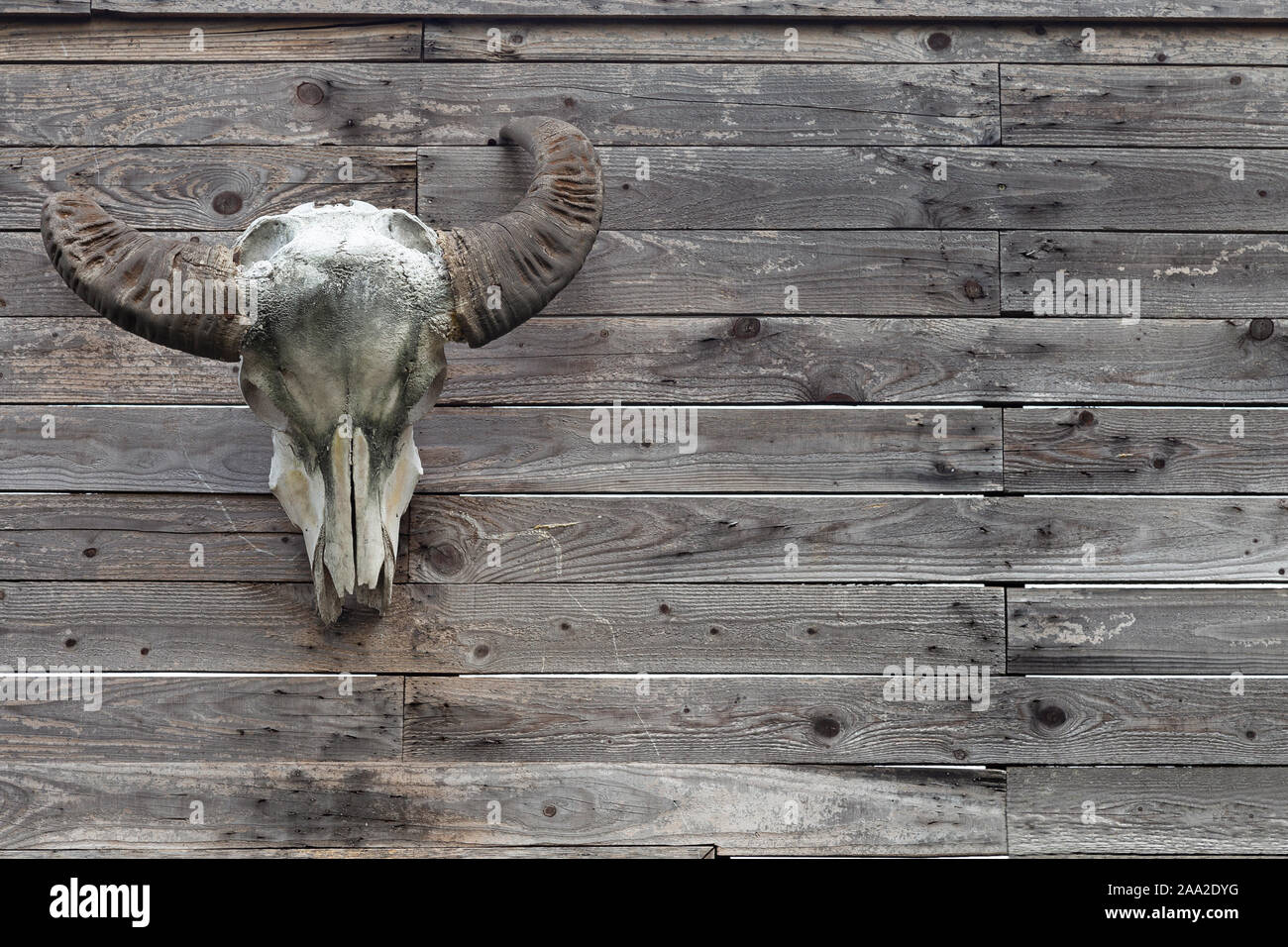 buffalo head bone hanging on the old wooden wall. buffalo head bone hangs on the wall is a decoration symbol of cowboy country house in american farm Stock Photo