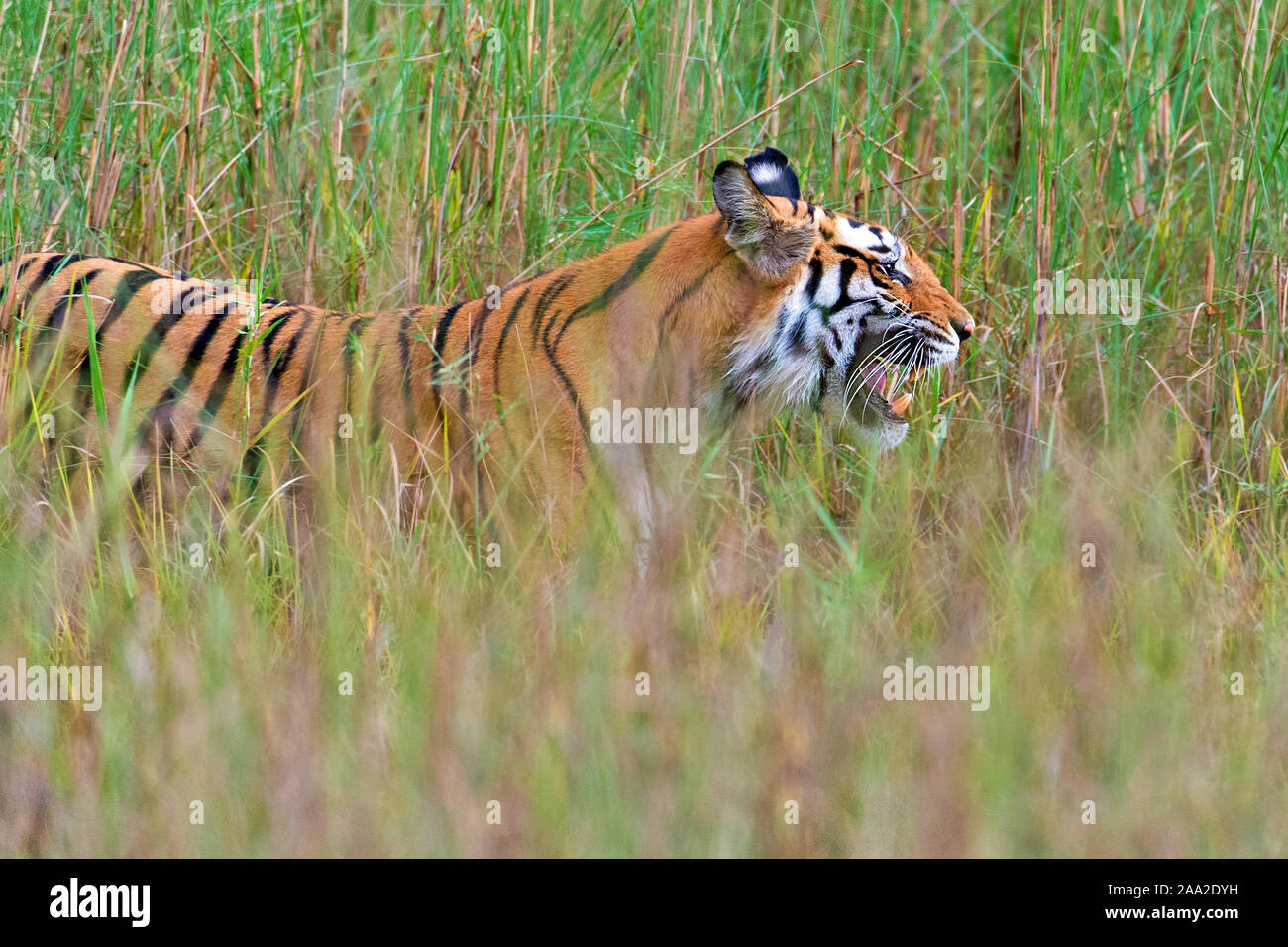 Tiger in Kanha National Park, India Stock Photo - Alamy