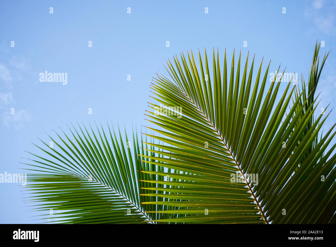 Palm tree leaf close-up background Stock Photo