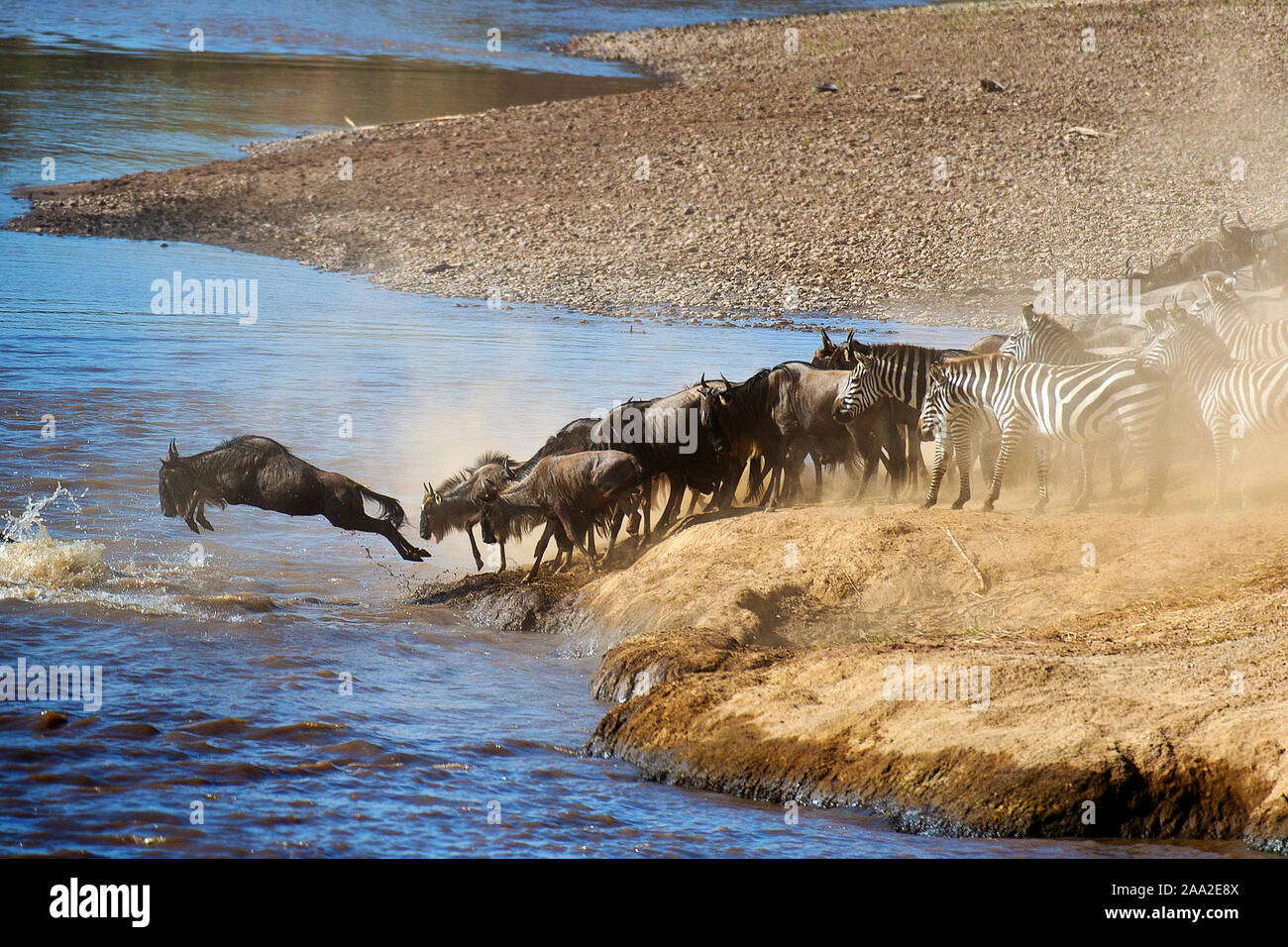 Herds of wildebeests crossing Mara River (Kenya) as a part of their annual great migration. Photo from August 2014. Stock Photo