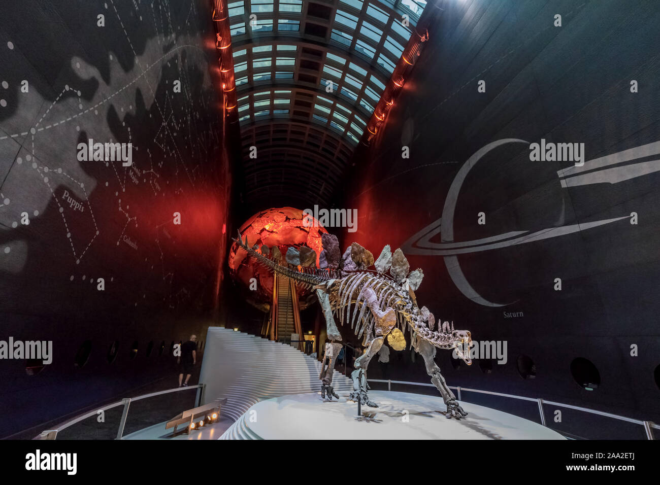 Stegosaurus fossil skeleton in the Earth Hall and entrance at the Natural History Museum, London, UK Stock Photo