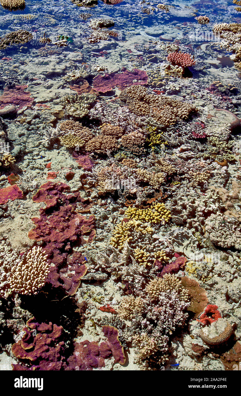 Reef flat hires stock photography and images Alamy
