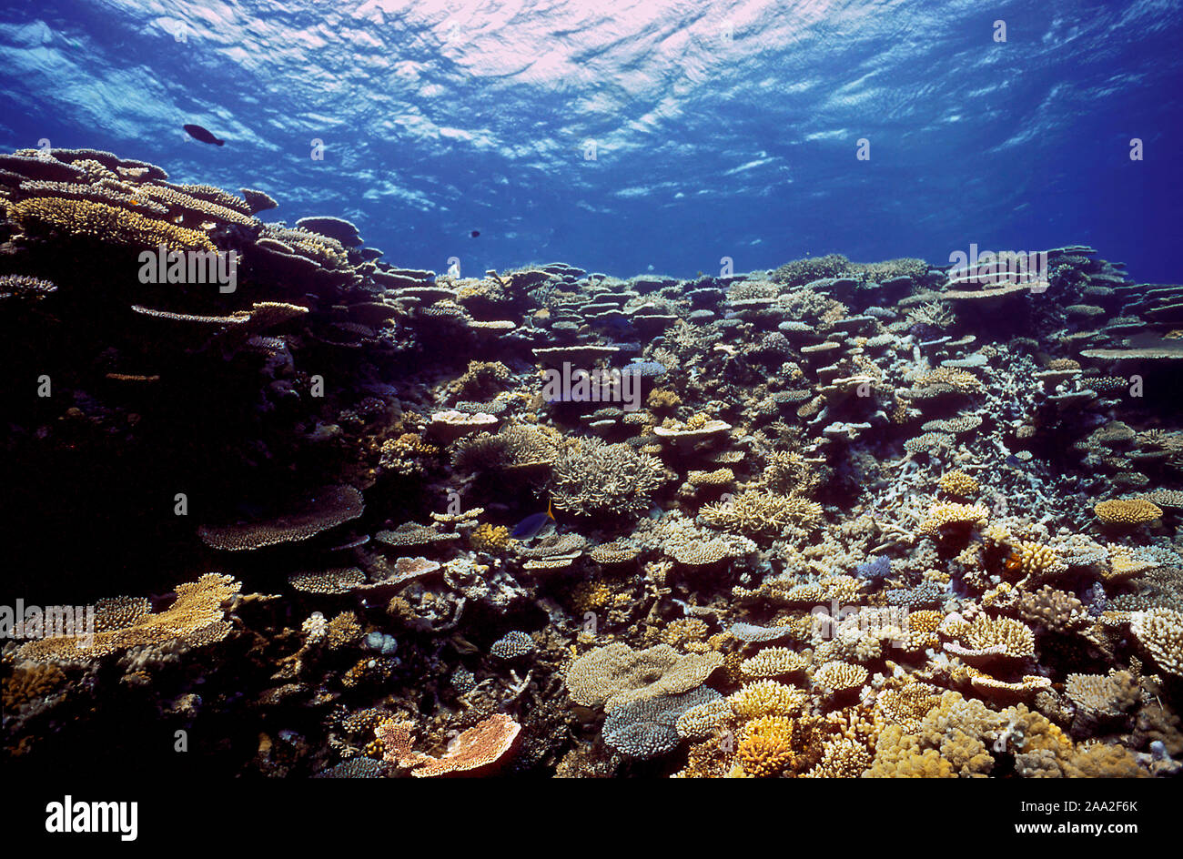 Prolific growth of stony corals on the Great Barrier Reef, Australia Stock Photo