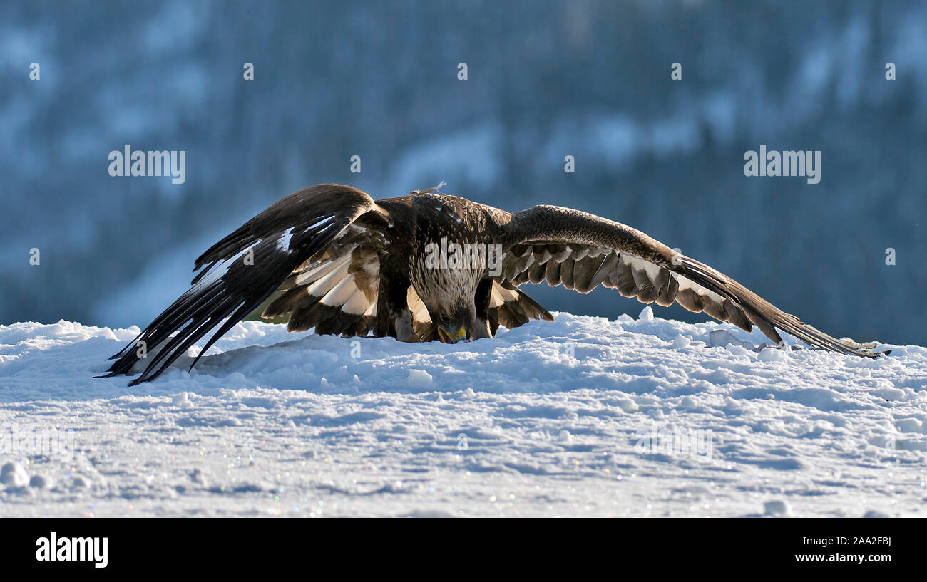 Golden eagle feeding and protecting her prey Stock Photo Alamy