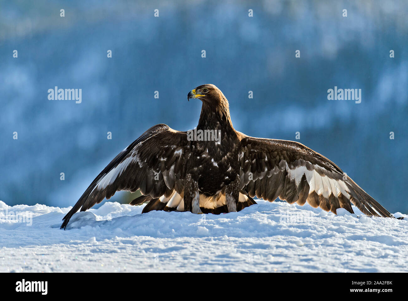 Jostein hellevik hi-res stock photography and images - Alamy